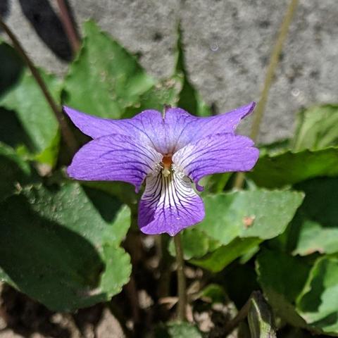 A closeup photo of one Viola Odorata, Wood Violet, flower. It is kinda purple, it has very vibrant nectar guides on the petals that are a darker purple, the center of the petals where they originate is white. Behind it is violet foliage and concrete.