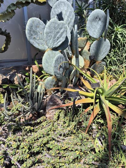 #Aloe is a genus containing over 650 species of flowering succulent plants. The most widely known species is Aloe vera, or "true aloe". It is called this because it is cultivated as the standard source for assorted pharmaceutical