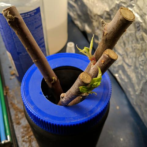 A photo showing 4 pieces of apple scion wood that is in water with the intention that it makes roots from the calluses that have formed from being in cold storage for more than a year. There are green shoots coming out of the buds with small leaves.