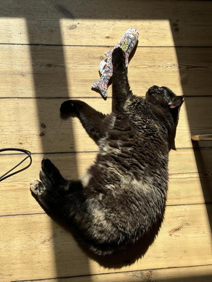 Doris, a tortoiseshell cat, lying on a wooden floor in a polygon of sunlight, one front paw on a colourful fish-shaped toy.