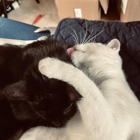 a white cat holds onto and kisses the neck of a black cat