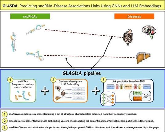 GL4SDA: Predicting snoRNA-disease associations using GNNs and LLM embeddings. Computational and Structural Biotechnology Journal, DOI: https://doi.org/10.1016/j.csbj.2025.03.014