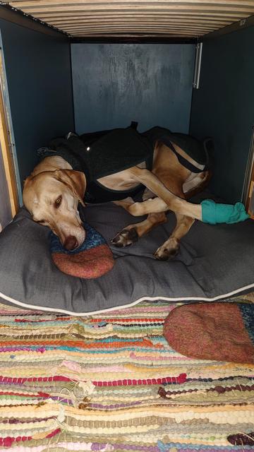 Hund schläft