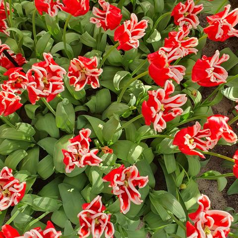 Red tulips with wrinkled white edges on the petals. 