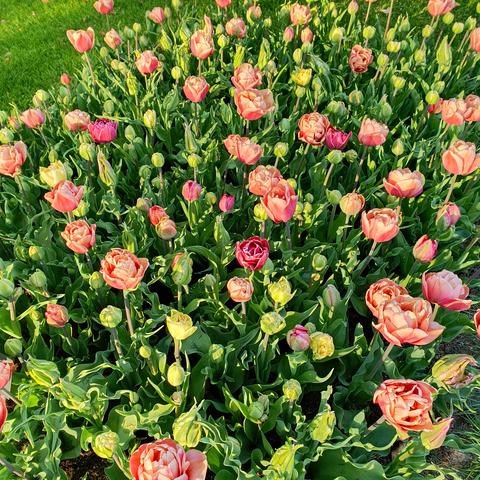 A field with pink multilayered tulips and not uet open tulips in beautiful Golden Hour light. 
