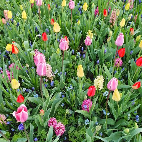 A field of mixed tulips with other flowers such as hyacinths mixed in. 