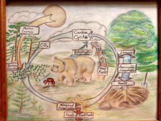 Drawing of the carbon cycle. Has a cute bear and trees on it for heterotrophic and autotrophic respiration