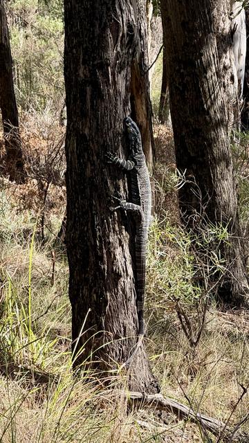 A large monitor lizard climbing a tree in the Australian bush
