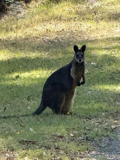 A cute wallaby on green grass