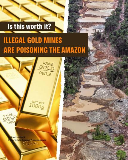 Left: picture of gold bars. Right: picture of illegal gold mining site in the Amazon. Caption: ’Is this worth it? ILLEGAL GOLD MINES ARE POISONING THE AMAZON 