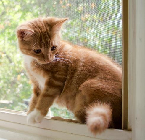 A young ginger cat stands in a window frame, startled by her tail, apparently.