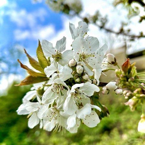 Das Bild zeigt eine Nahaufnahme eines Blütenzweiges mit weißen Kirschblüten. Die Blüten sind voll entfaltet und zeigen ihre gelben Staubgefäße. Einige Blütenknospen sind noch geschlossen. Die Blätter des Zweiges sind grün und teilweise bräunlich. Der Hintergrund ist unscharf und zeigt einen blauen Himmel mit weißen Wolken und einen grünen Bereich. Das Bild wirkt frisch und frühlingshaft.