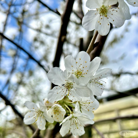 Das Bild zeigt eine Nahaufnahme eines Blütenzweiges mit weißen Kirschblüten. Die Blüten sind voll entfaltet und zeigen ihre gelben Staubgefäße. Einige Blütenknospen sind noch geschlossen. Die Blätter des Zweiges sind grün und teilweise bräunlich. Der Hintergrund ist unscharf und zeigt einen blauen Himmel mit weißen Wolken und einen grünen Bereich. Das Bild wirkt frisch und frühlingshaft.
