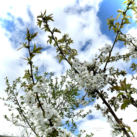 Das Bild zeigt eine Nahaufnahme eines Blütenzweiges mit weißen Kirschblüten. Die Blüten sind voll entfaltet und zeigen ihre gelben Staubgefäße. Einige Blütenknospen sind noch geschlossen. Die Blätter des Zweiges sind grün und teilweise bräunlich. Der Hintergrund ist unscharf und zeigt einen blauen Himmel mit weißen Wolken und einen grünen Bereich. Das Bild wirkt frisch und frühlingshaft.