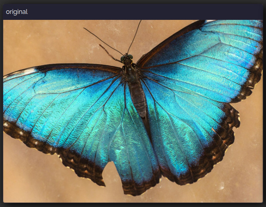 Original image: blue butterfly.