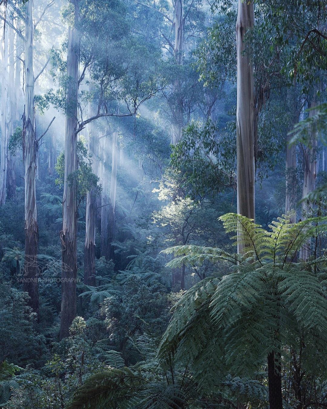 A misty temperate rainforest scene with tall, smooth-barked eucalyptus trees rising vertically among dense undergrowth. Shafts of early morning sunlight pierce through the canopy, illuminating a soft haze and highlighting vibrant green tree ferns in the foreground. The light creates a serene, ethereal atmosphere in the layered forest.