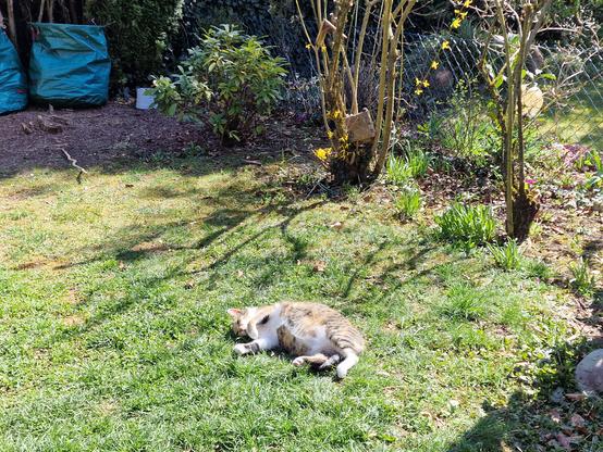 Our cat, Lilly, sunning herself in the garden, yellow blooms behind her