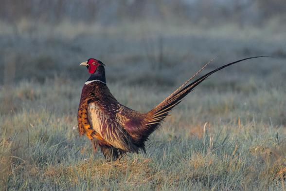 Common pheasant (Phasianus colchicus) seen from the side, standing in the dew-covered grass in the early morning sunlight. 