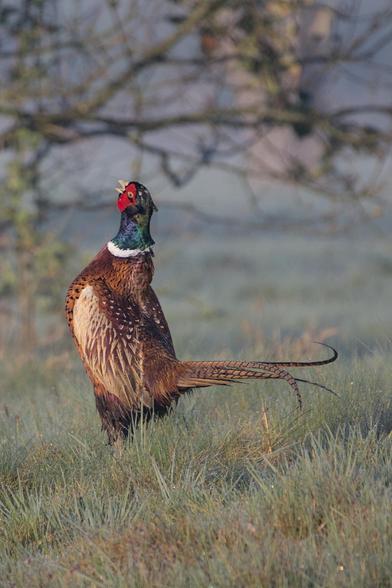 Common pheasant (Phasianus colchicus) standing upright with its head facing upwards and letting out a warning call. (I came too close) 
