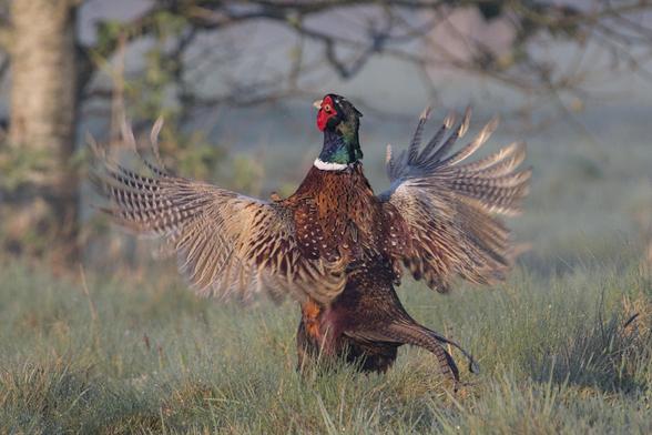 Common pheasant (Phasianus colchicus) flapping its wings. 