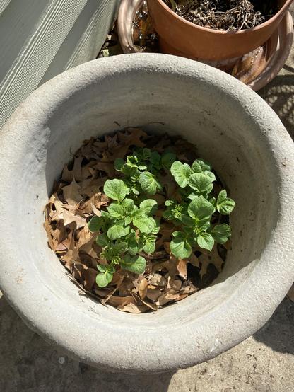 Photo of leafy potato greens growing in a large pot with dead leaves used as mulch. 
