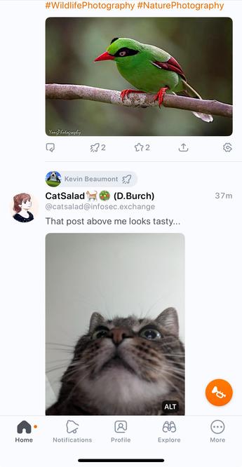 2 consecutive timeline photos. The bottom post is a cat looking up. The top post is a green bird on a branch.
