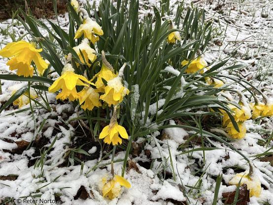 A stand of daffodils in full bloom is weighed down by slushy snow, to the point where some flowers are resting on the ground