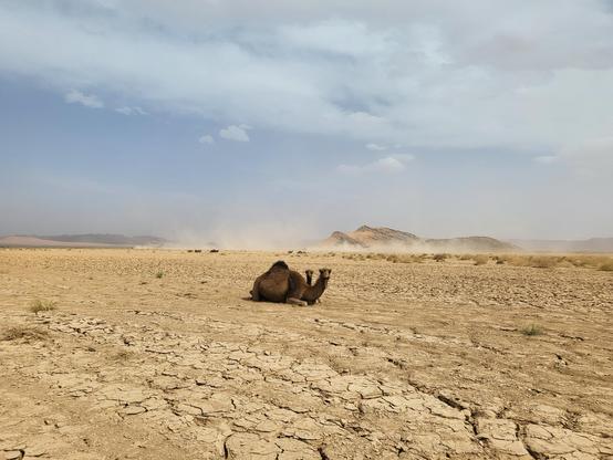 Photo of a dromedary mother and calf resting in a dry riverbed in southern Morocco.