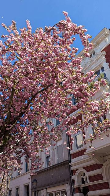 Kirschblüte in Bonn