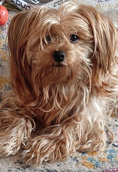 Bossy Yorkie looks directly in the camera after barking loudly because you are so disappointing.
"I'm not angry, I'm just disappointed" doesn't apply here because he is also angry.