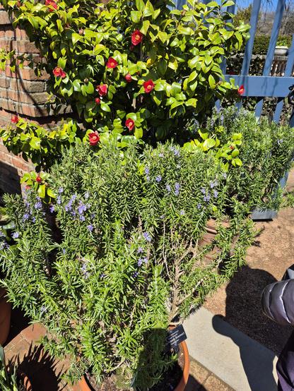 #salviarosmarinus (/ˈsælviə ˌrɒsməˈraɪnəs/),[3][4] commonly known as #rosemary, is a shrub with fragrant, evergreen, needle-like leaves and white, pink, purple, or blue flowers. It is a member of the sage family, Lamiaceae.