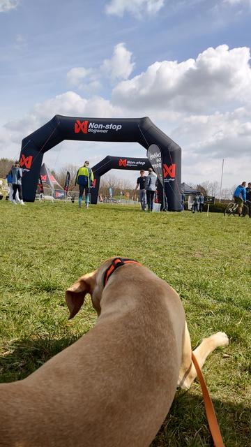 Blonder Hund liegt im grünen Gras im Schatten. Dahinter sieht man zwei schwarze Ziel-Bögen mit weiß und orange-farbenem Nonstop dogwear Schriftzug.