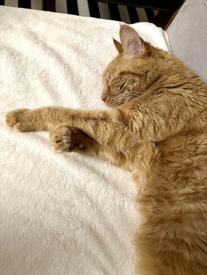 Loki, un gato naranja, sleeping on his side on a cream blanket on a grey sofa. No braincells were awoken in the taking of this picture. 