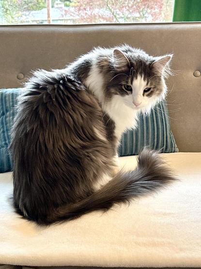 Thor, a fluffy gris et blanc half-Ragdoll chat grand, sitting on a cream blanket on a grey sofa, turning to look at you. A turquoise pillow is behind him. 