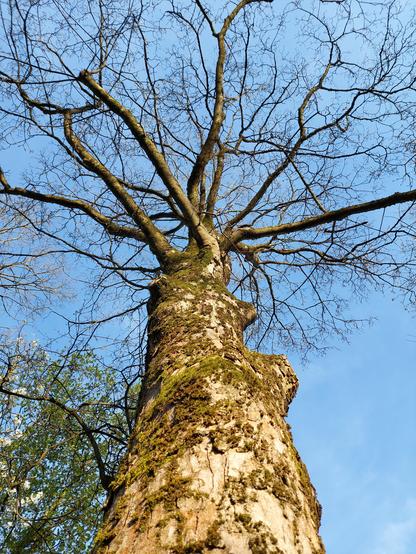 Berg-Ahorn: Von unten nach oben in die unbelaubte Baumkrone fotografiert, mit Abendsonne