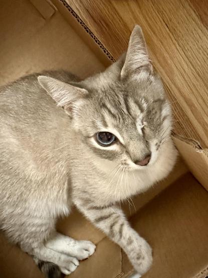 Doots, a one-eyed Lynx Point Siamese gatito, lounging in a cardboard box and looking up at you, because it’s playtime. 