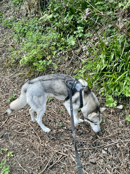A white and grey Siberian Husky sniffing in the woods.  