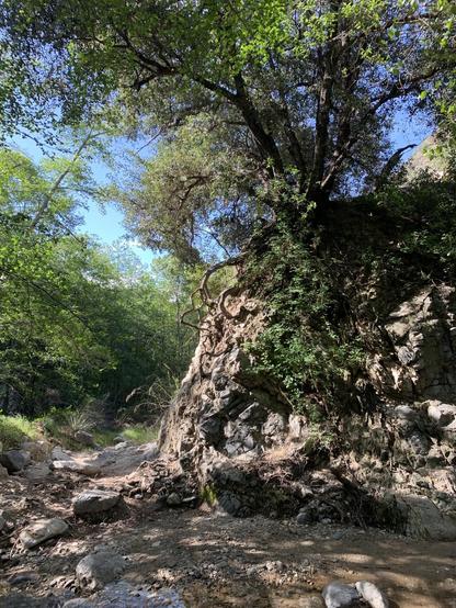 A short cliff beside a creek is dominated by a tree and its roots
