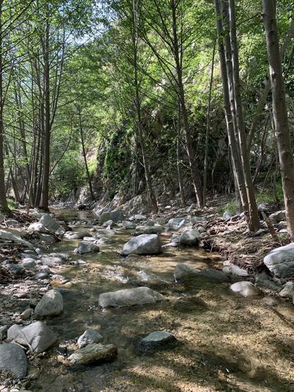 A creek runs through a forest