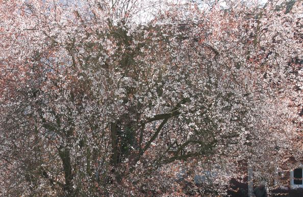 die weißen Blüten sind etwas verblasst und es scheinen schon diverse rote Blätter durch, aber auch Äste und Zweige sind dazwischen noch gut zu sehen
