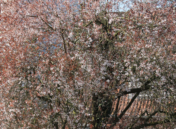 ungefähr gleich viele weiße Blüten und rote Blätter, die Äste sind etwas mehr zu sehen