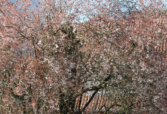weniger Blüten; das rote Dach vom Haus auf der anderen Straßenseite scheint durch die Lücken
