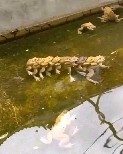 9 ranas agarradas en fila en un estanque.
