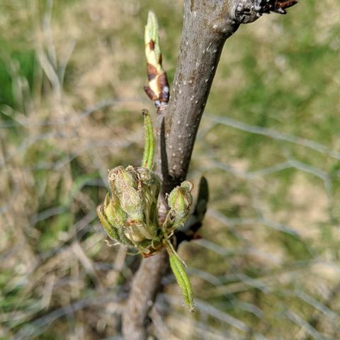 A photo showing flower blossom buds on a Bosc pear tree, Pyrus communis, that was planted one year ago. The buds are light green with a bit of redish or pink bits to them. There are leaves emerging too but they haven't unfurled yet. There is a leaf bud beyond the flower buds.