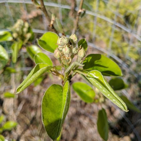 A photo showing a cluster of flower blossom buds on a Comice pear tree, Pyrus communis, that was planted one year ago. They are light green, somewhat round but a pointy tip with some pinkish showing.