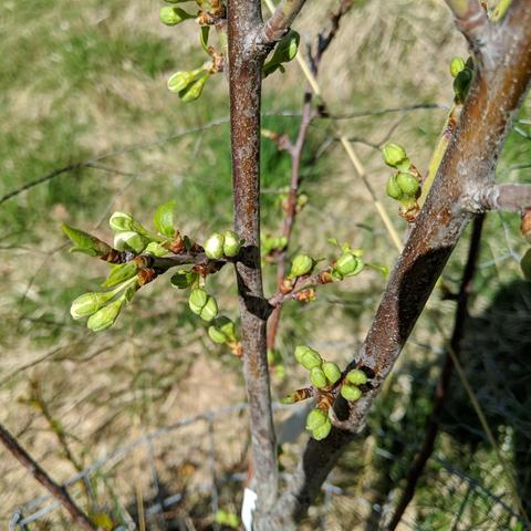 A photo showing flower buds on a Brooks plum, Prunus domestica, a European type that is a dwarf on St Julian rootstock. They are small and green and round with white showing where they are starting to burst open. The tree was planted one year ago.