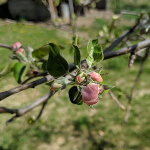 A photo showing Gravenstein apple blossoms that are not open. They are pink looking with the back of the petals becoming exposed.