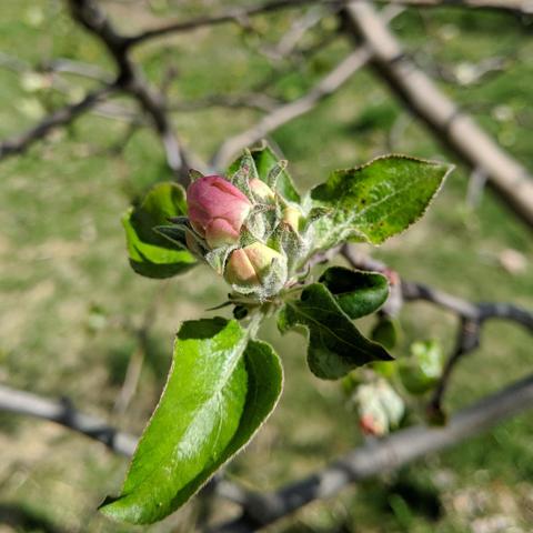 A photo showing Gravenstein apple blossoms that are not open. One of them is pink looking with the back of the petals becoming exposed and the others are still greenish or silvery sort of.