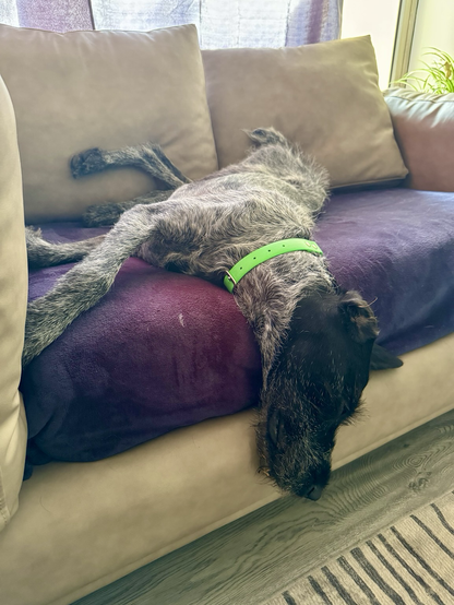 A German Wirehaired Pointer laying on a blanket covered couch in the late afternoon sun