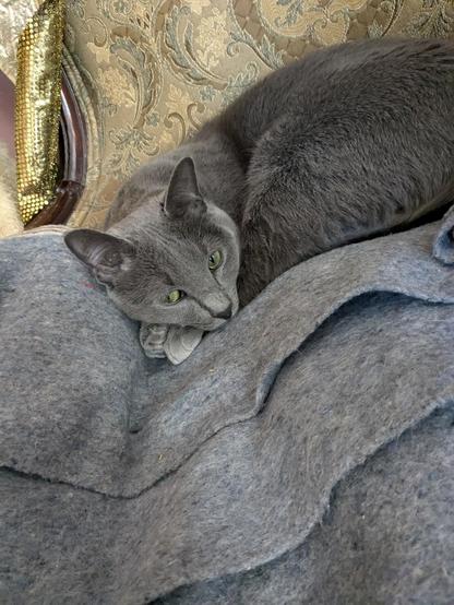 Grey cat, resting his chin on his paws, looks up at the camera with yellow-green eyes. He's sleeping on a grey wool cloth in an old-fashioned chair upholstered in gold paisley fabric.